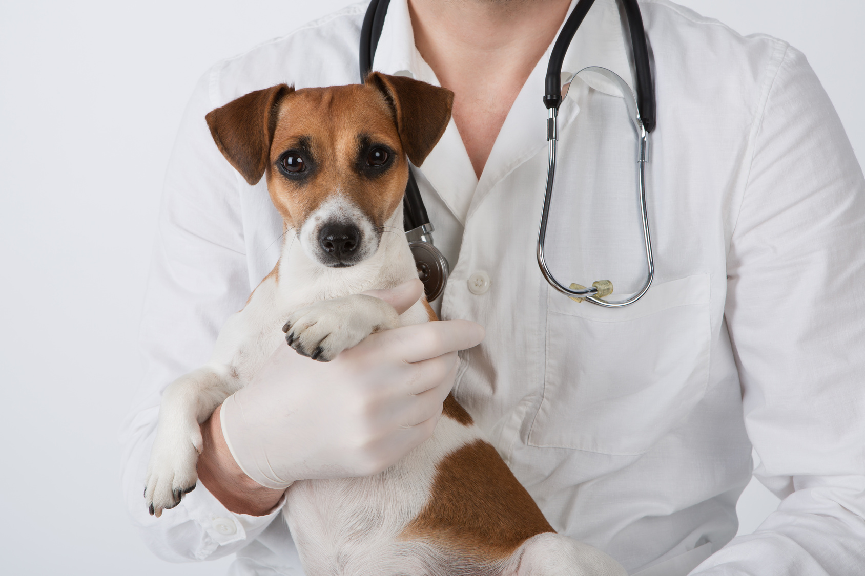 Caring for your Dog or Puppy